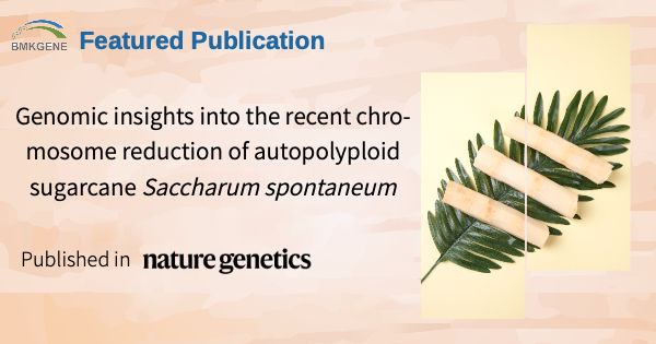 Featured Publication–Genomic insights into the recent chromosome reduction and polyploidization of complex autopolyploid sugarcane S. spontaneum