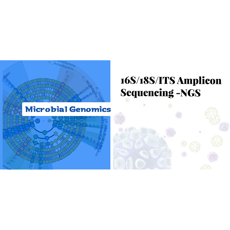 16S / 18S / IT Amplicon Sequencing-NGS