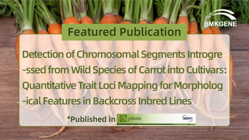 Featured Publication–Detection of Chromosomal Segments Introgressed from Wild Species of Carrot into Cultivars: Quantitative Trait Loci Mapping for Morphological Features in Backcross Inbred Lines