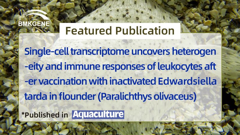 Featured Publication–Single-cell transcriptome uncovers heterogeneity and immune responses of leukocytes after vaccination with inactivated Edwardsiella tarda in flounder (Paralichthys olivaceus)