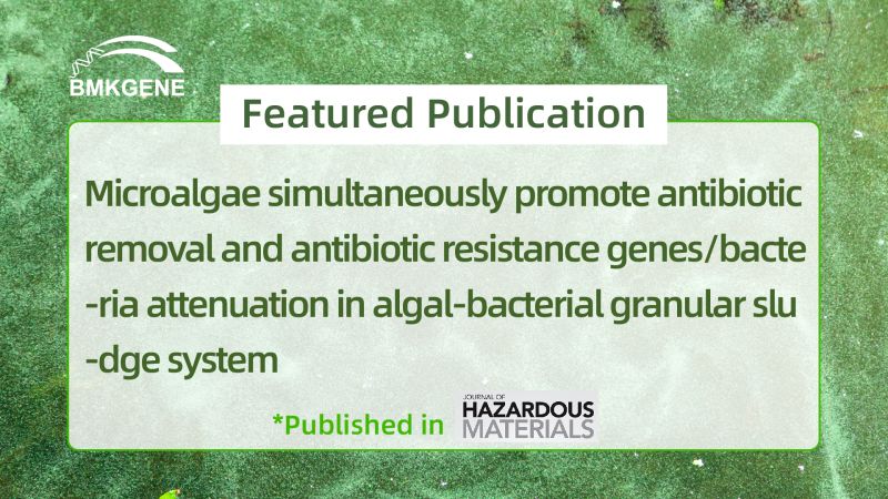 Featured Publication–Microalgae simultaneously promote antibiotic removal and antibiotic resistance genes/bacteria attenuation in algal-bacterial granular sludge system