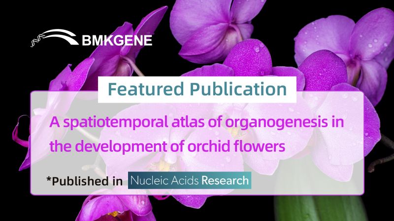 منشور مميز – أطلس مكاني وزماني لتكوين الأعضاء في تطور زهور الأوركيد