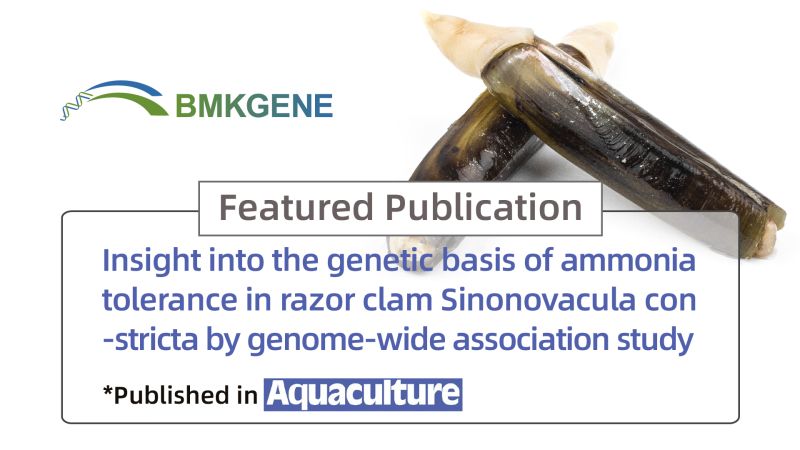 Избрана публикација – Увид во генетската основа на толеранција на амонијак кај жилет Sinonovacula constricta со студија за асоцијација на ниво на геном