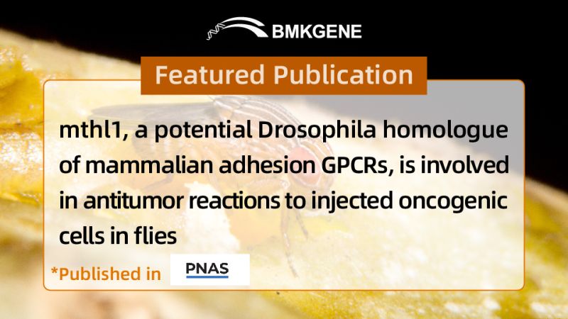 Выбраная публікацыя - патэнцыйны гамолаг дразафілы адгезійных GPCR млекакормячых, які ўдзельнічае ў супрацьпухлінных рэакцыях на ін'екцыйныя онкогенные клеткі ў мух, якая была апублікавана ў PNAS, mthl1