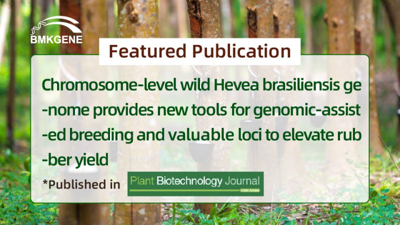 منشور مميز - جينوم الهيفيا البرازيلية البرية على مستوى الكروموسوم: تمكين التكاثر بمساعدة الجينوم واكتشاف المواقع الحيوية لزيادة إنتاجية المطاط