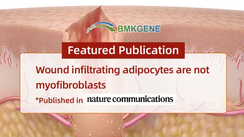 Featured Publication—Wound infiltrating adipocytes are not myofibroblasts