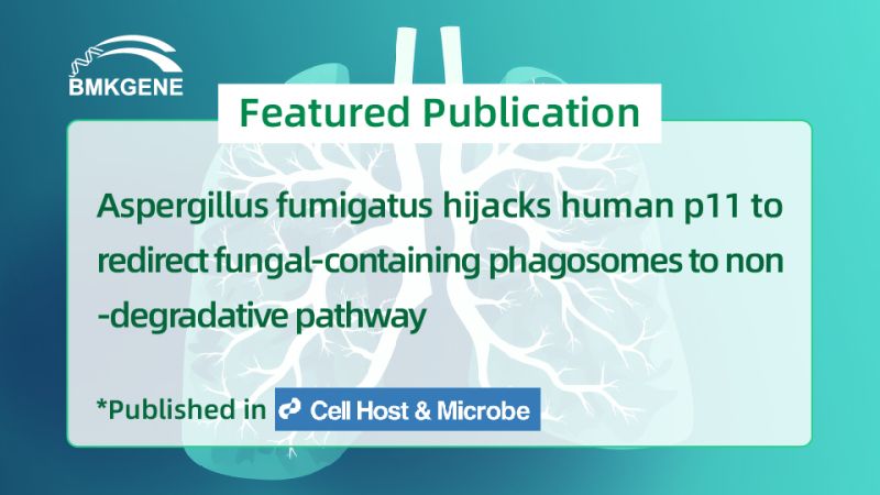 Featured Publication—Aspergillus fumigatus hijacks human p11 to redirect fungal-containing phagosomes to non-degradative pathway