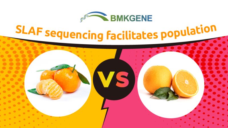 Oanbefellende publikaasje - Mining-genen relatearre oan fruitkwaliteit yn swiete sinaasappelen basearre op spesifike Locus Amplified Fragment Sequencing