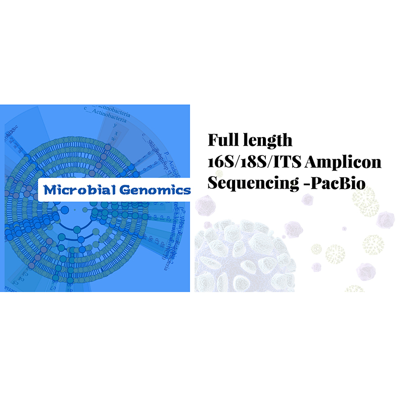 Séquençage d'amplicons 16S/18S/ITS-PacBio