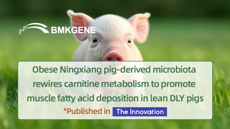 Featured Publication-Obese Ningxiang-pig-ôflaat mikrobiota rewires carnitine metabolism om spieren fatty acid ôfsetting te befoarderjen yn mager DLY-bargen