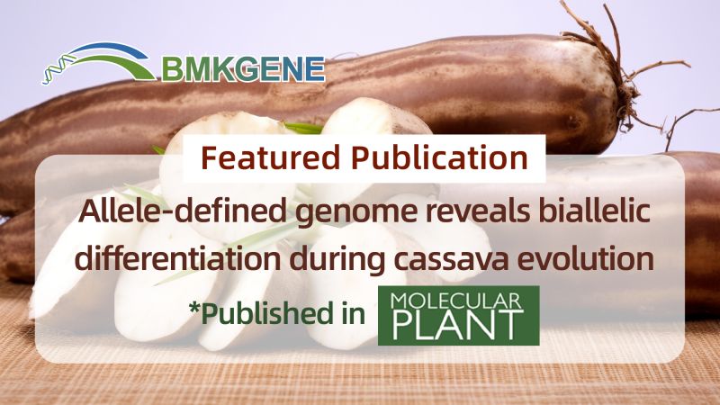 Featured Publication-Allele-definieare genome ûntbleatet biallele differinsjaasje tidens kassava-evolúsje
