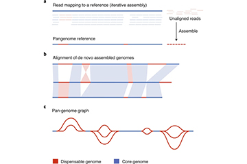 Pangenoomstudies bieden diepgaande en volledige genetische inzichten in een soort