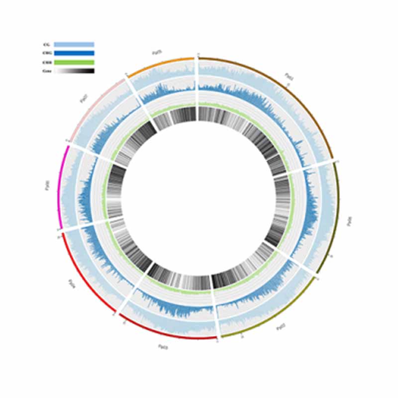 Whole genome bisulﬁte sequencing