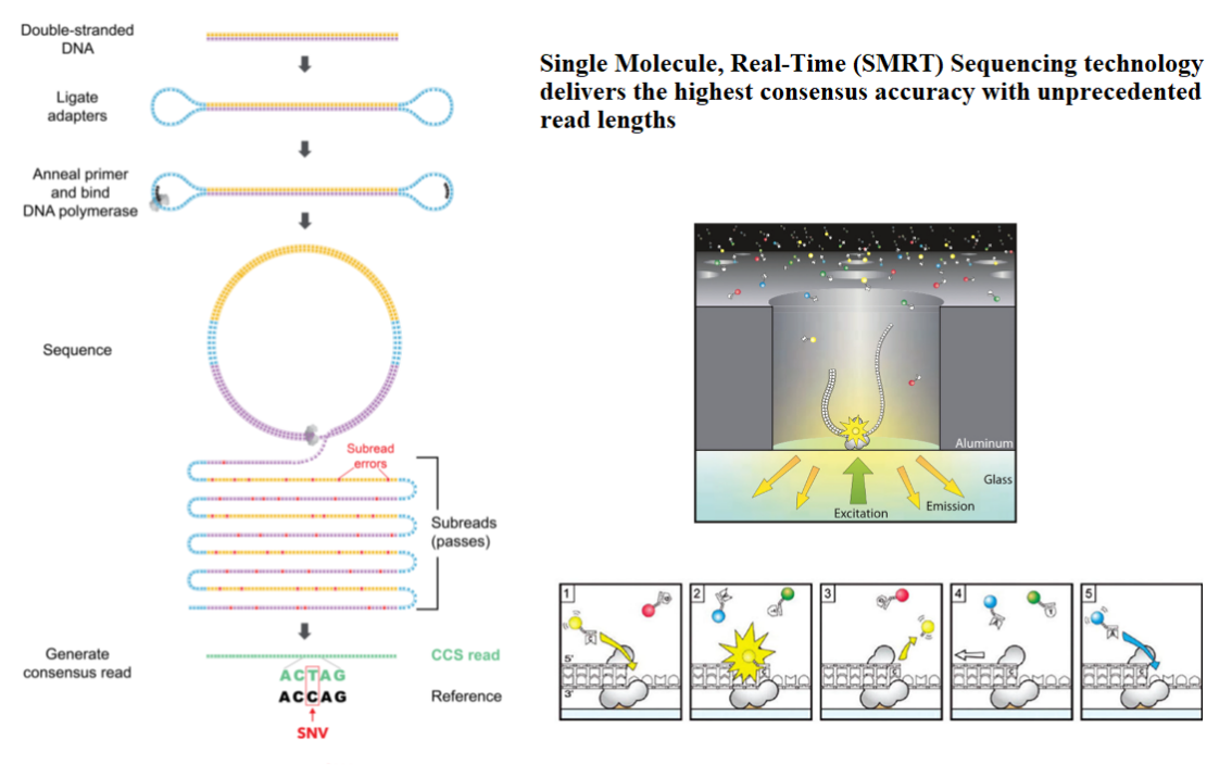 DNA/RNA sequencing -PacBio Sequencer