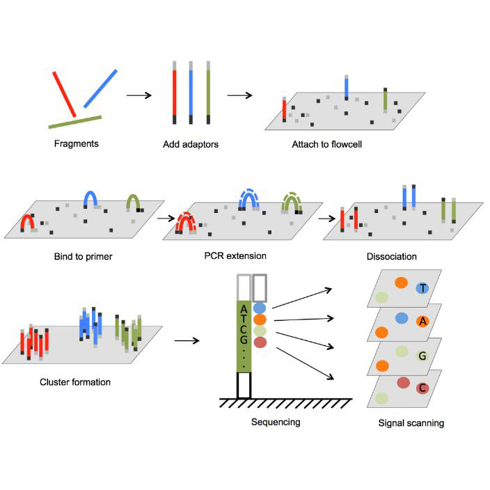 DNA/RNA Sequencing – Illumina Sequencer