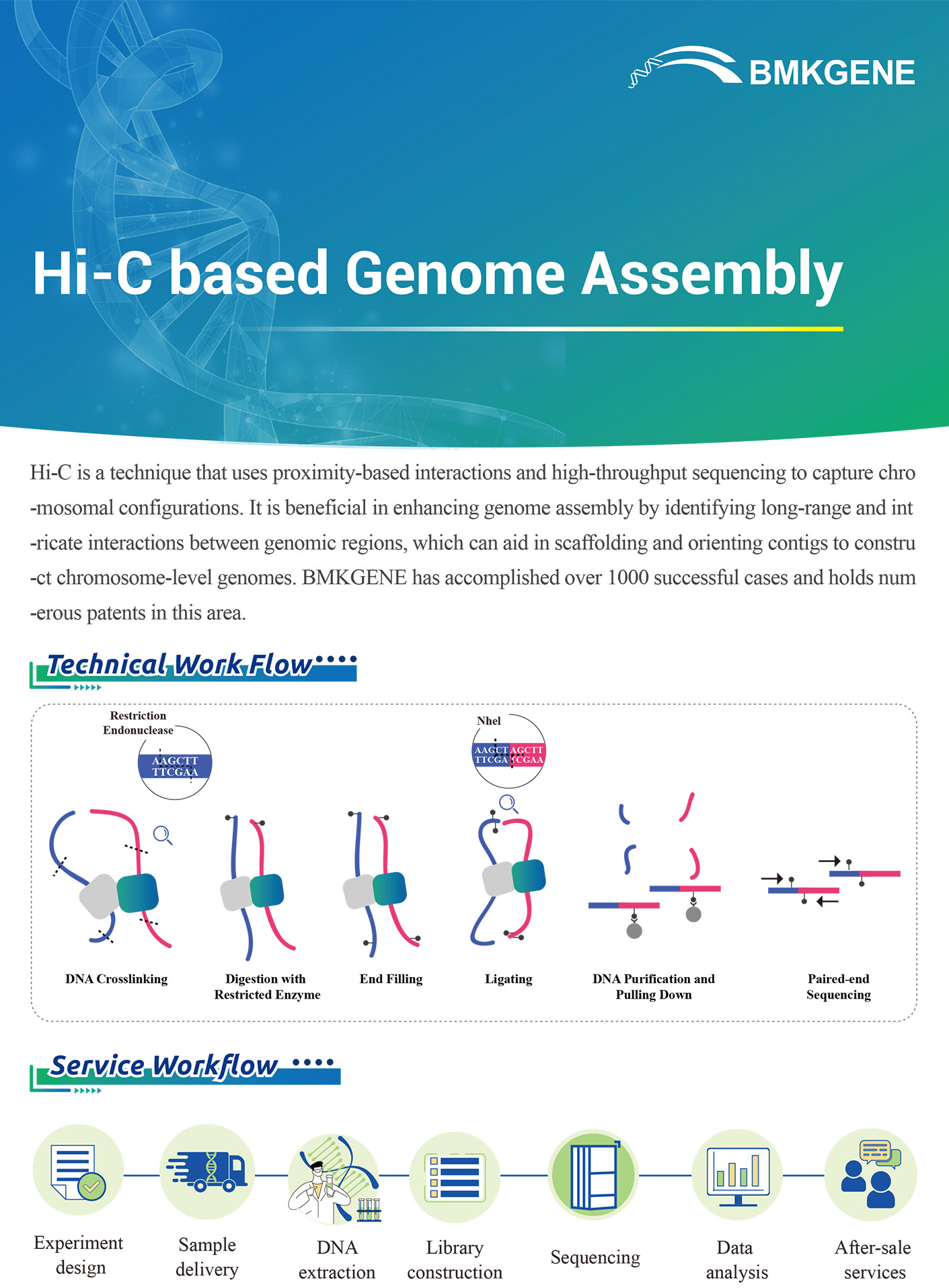 https://www.bmkgene.com/uploads/Hi-C-based-Genome-Assembly-BMKGENE-2310.pdf