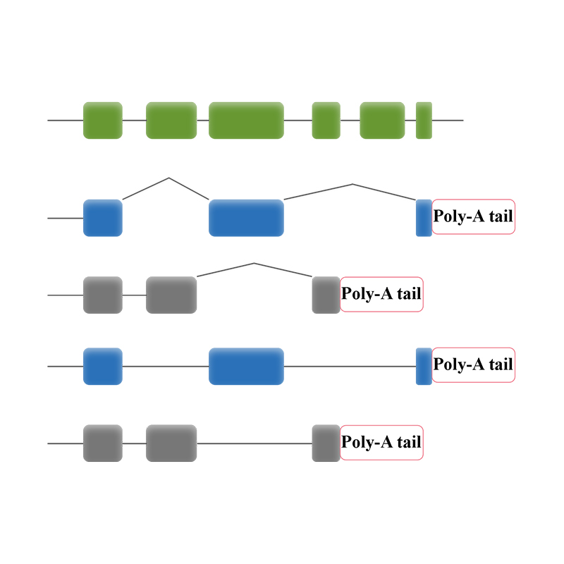 PacBio-Full-length-RNA-sequencing--IsoSeq
