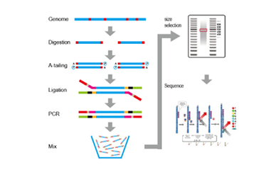 Генетик тэмдэглэгээг илрүүлэхэд тусгай байршилтай олшруулсан фрагментийн дараалал (SLAF-Seq) ашиглах