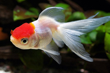 Den evolutionære oprindelse og domesticeringshistorie af guldfisk (Carassius auratus)