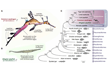 Seadragon genome analysis provides insights into its phenotype and sex determination locus