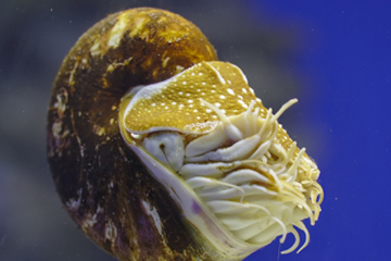 Genom Nautilus pompilius menerangi evolusi mata dan biomineralisasi