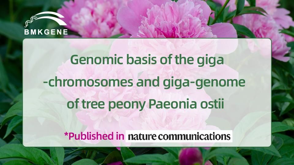 ការបោះពុម្ពផ្សាយពិសេស-មូលដ្ឋានហ្សែននៃ giga-chromosomes និង giga-genome នៃដើមឈើ peony Paeonia ostii