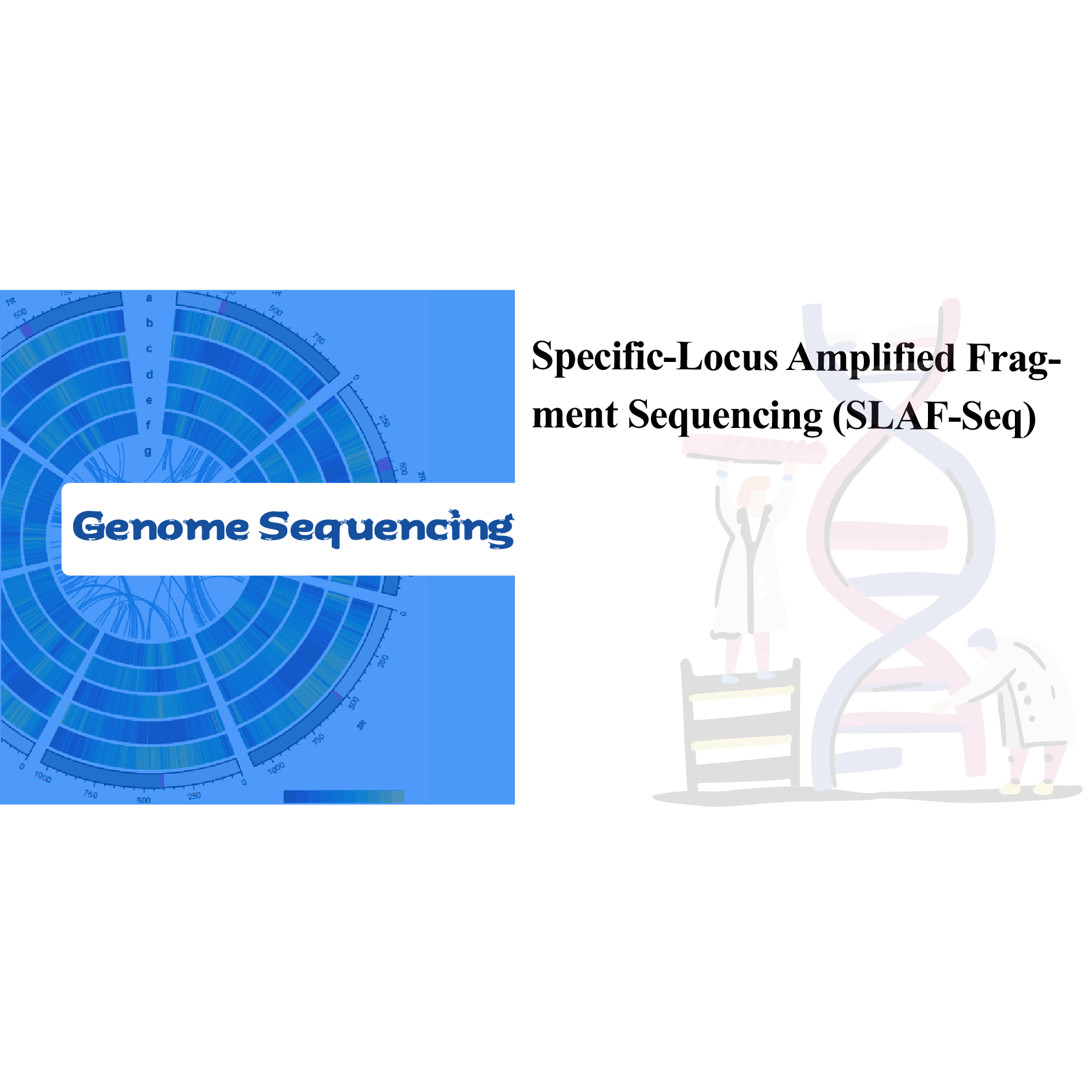Specific-Locus Amplified Fragment Sequencing (SLAF-Seq)