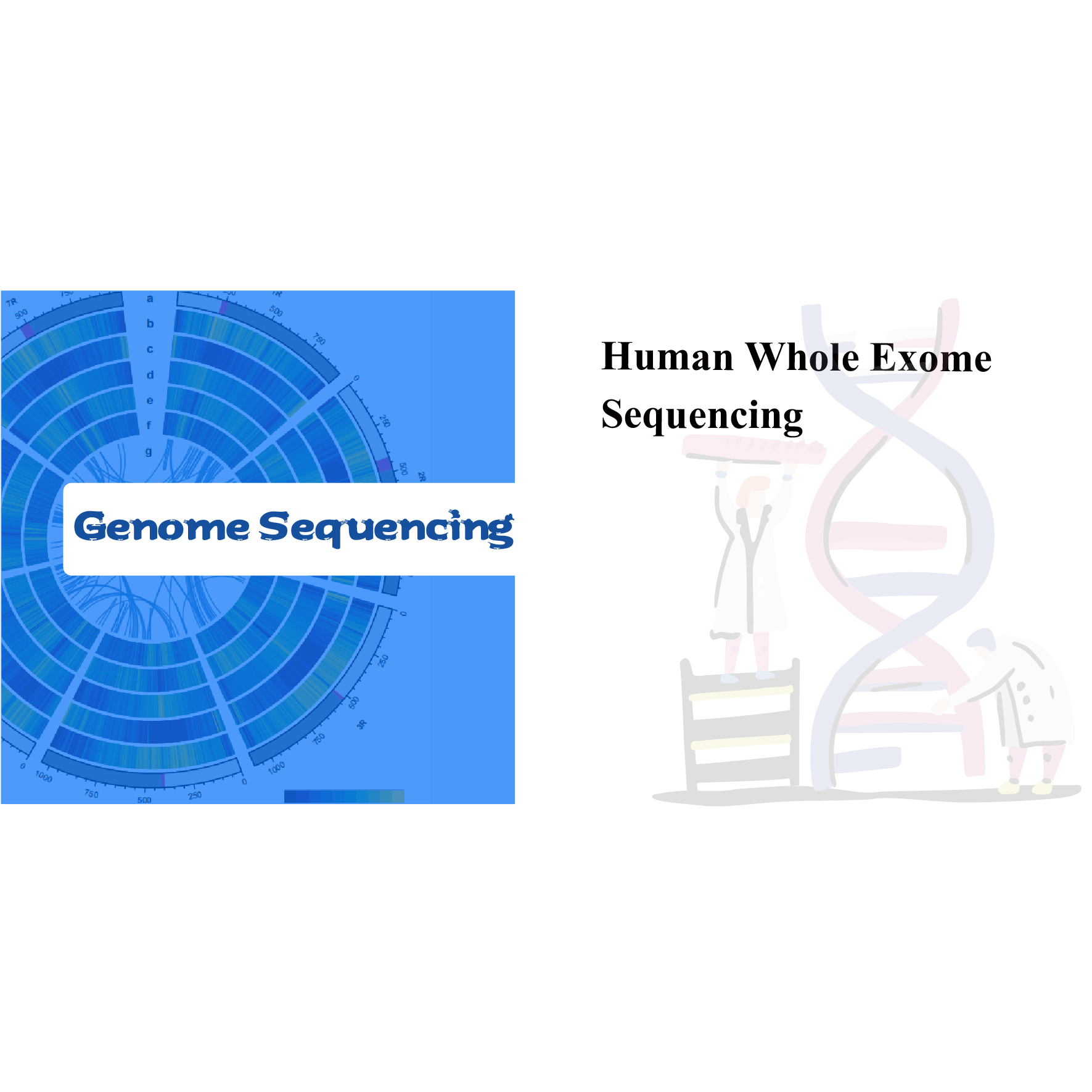 Human Whole Exome Sequencing