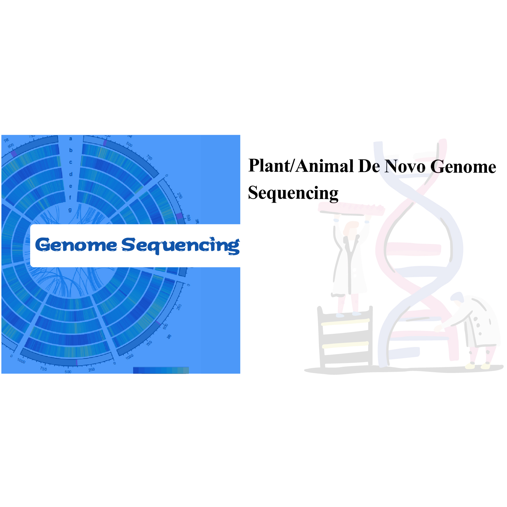 Секвенирование генома растений/животных De Novo