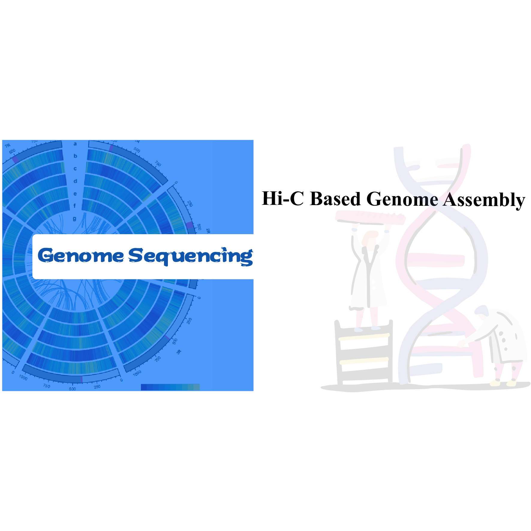 Hi-C balstīta genoma montāža