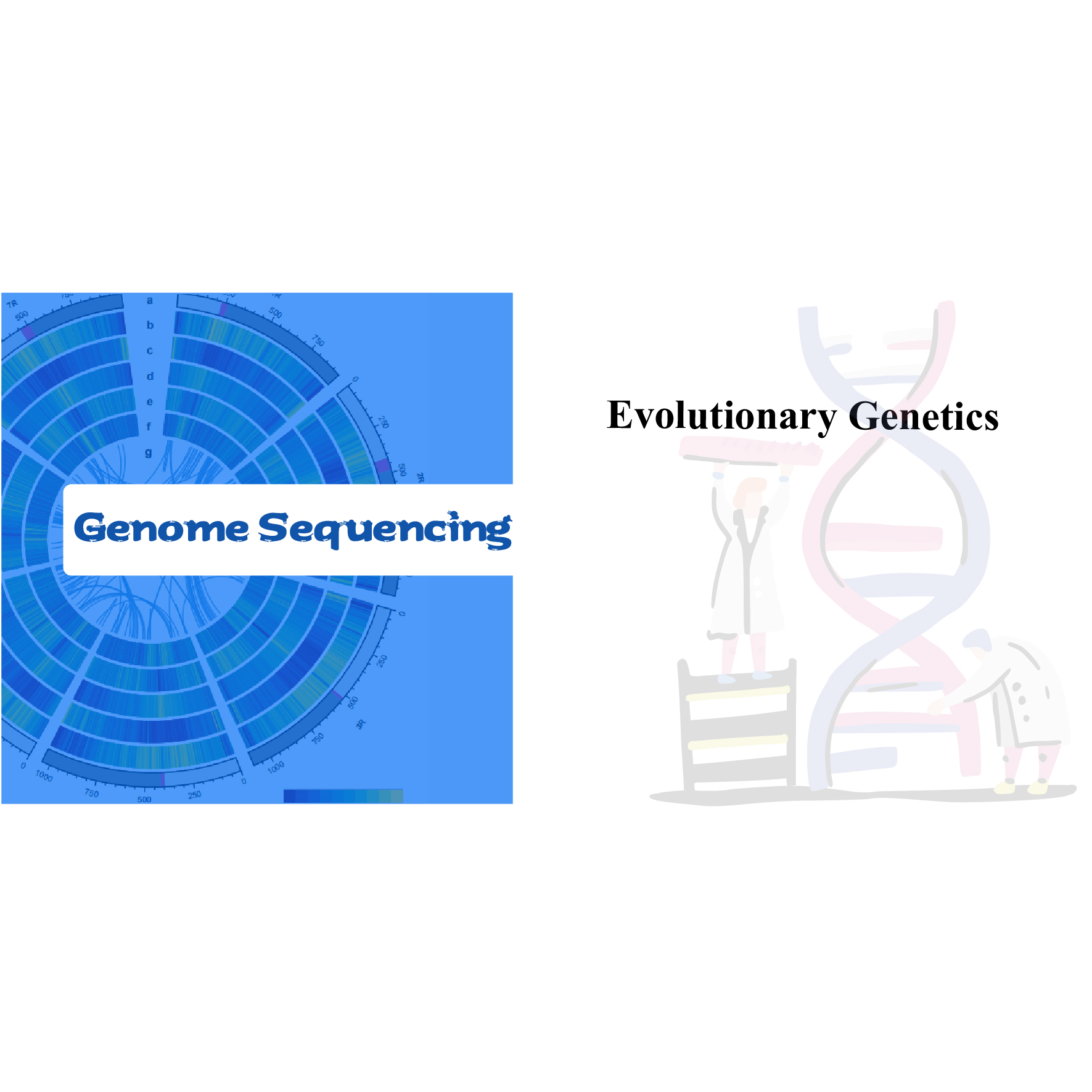 Evolutionary Genetics Featured Image