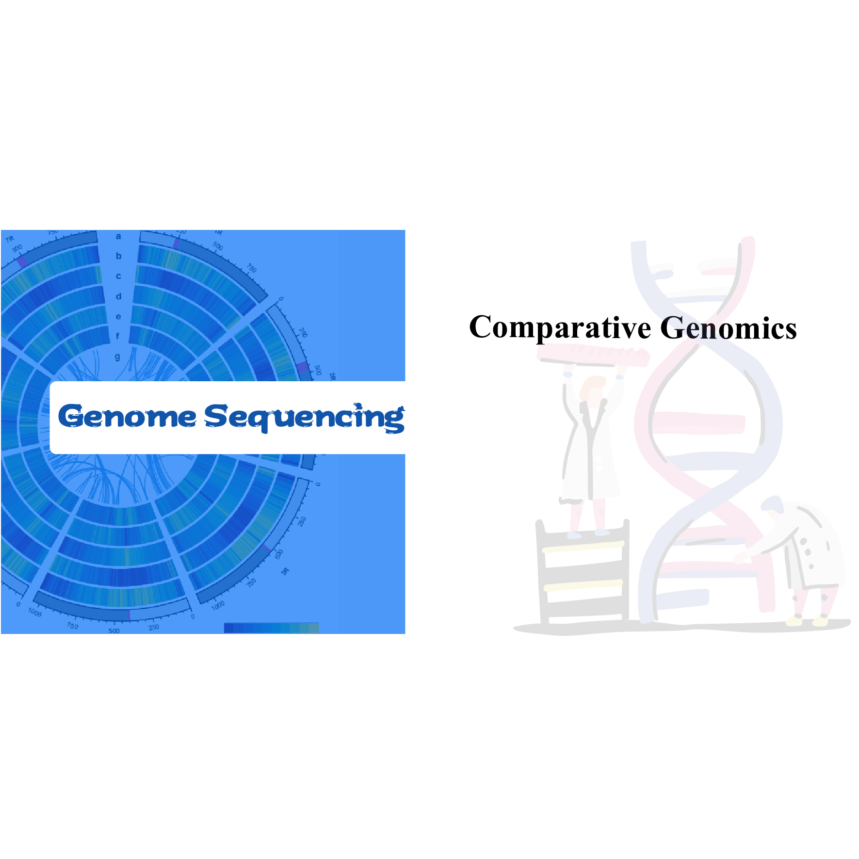 Genòmica Comparada