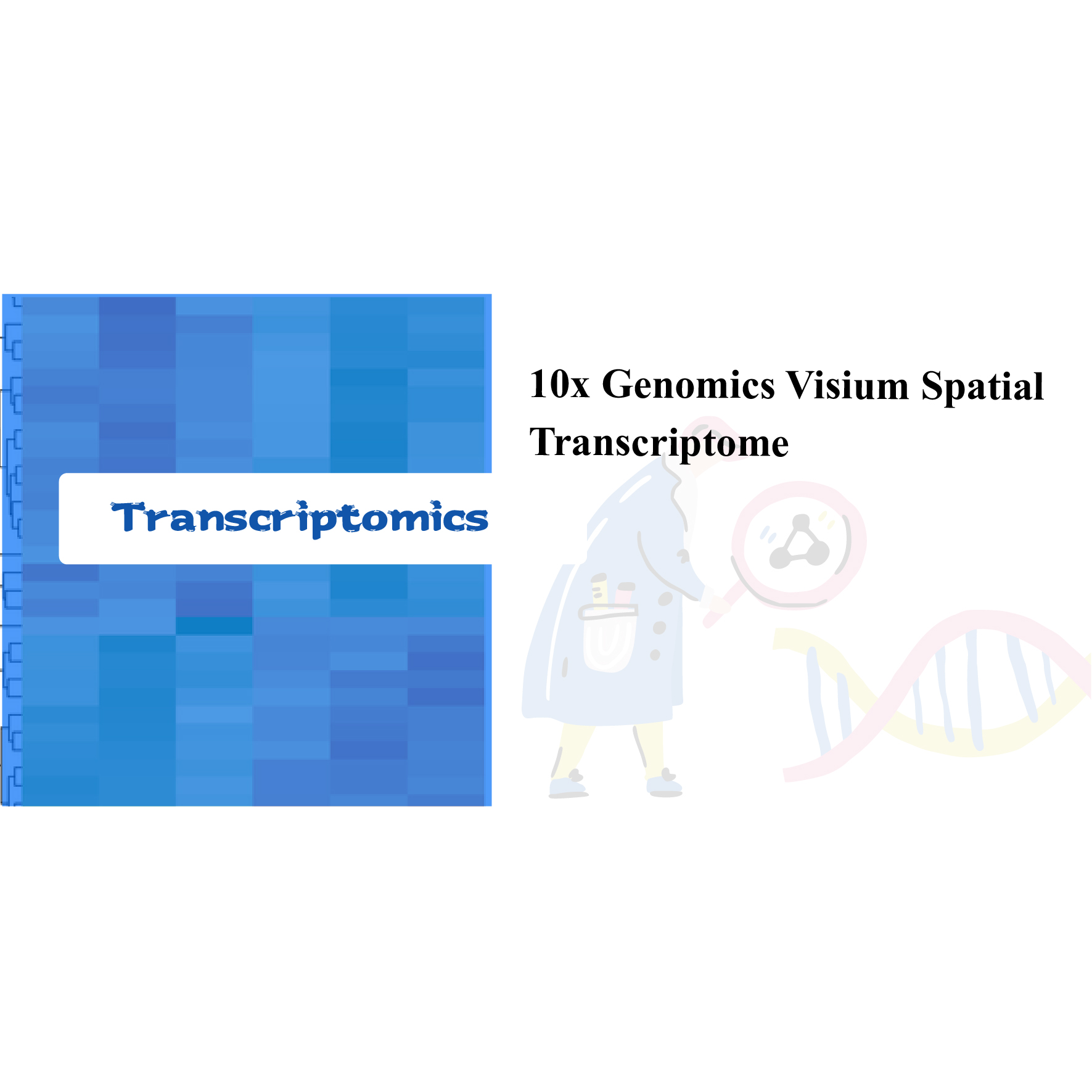 10x Genomics Visium Transcriptome מרחבי