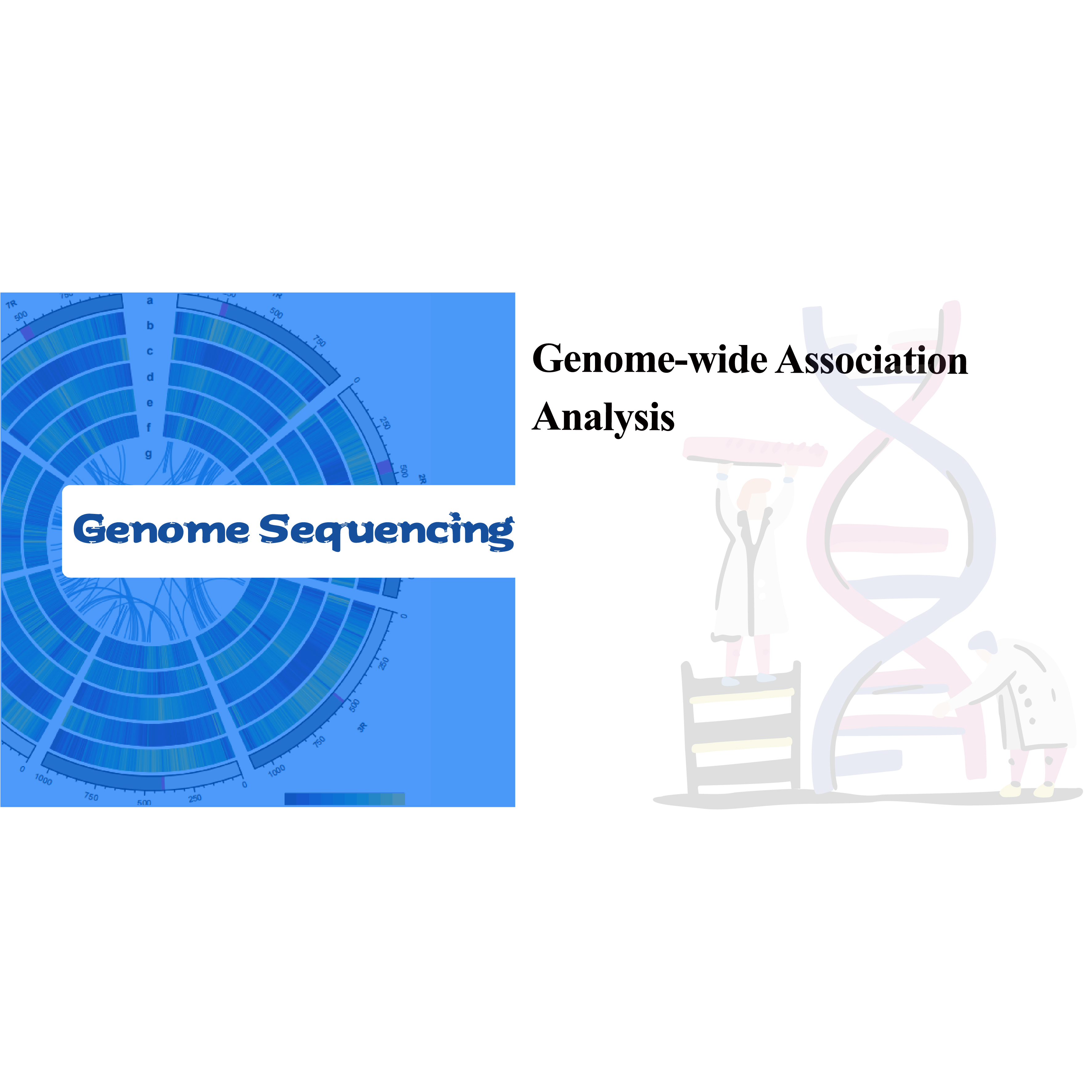 Genomomfattende assosiasjonsanalyse