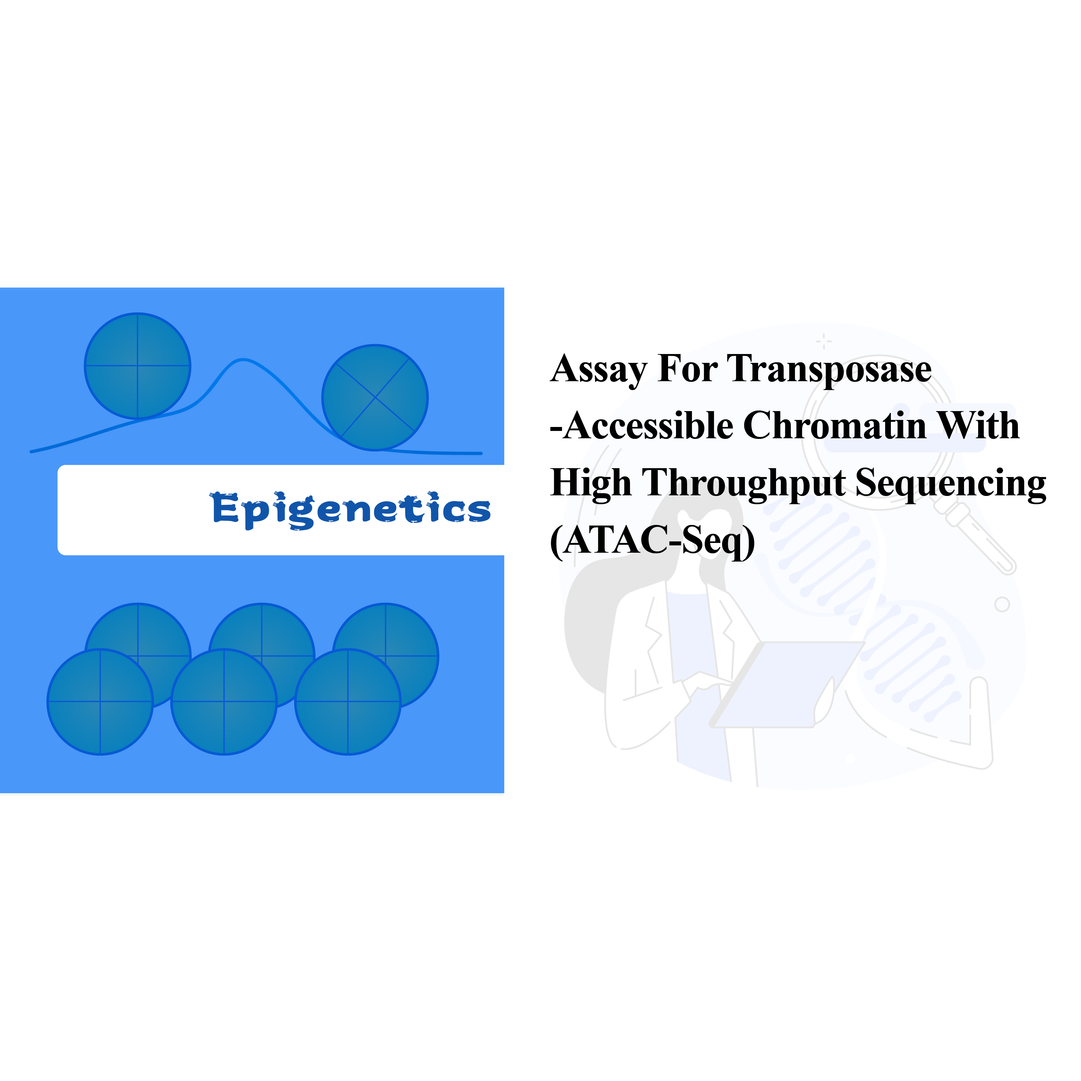 Assay foar transposase-tagonklik chromatine mei hege trochfier-sekwinsje (ATAC-seq)