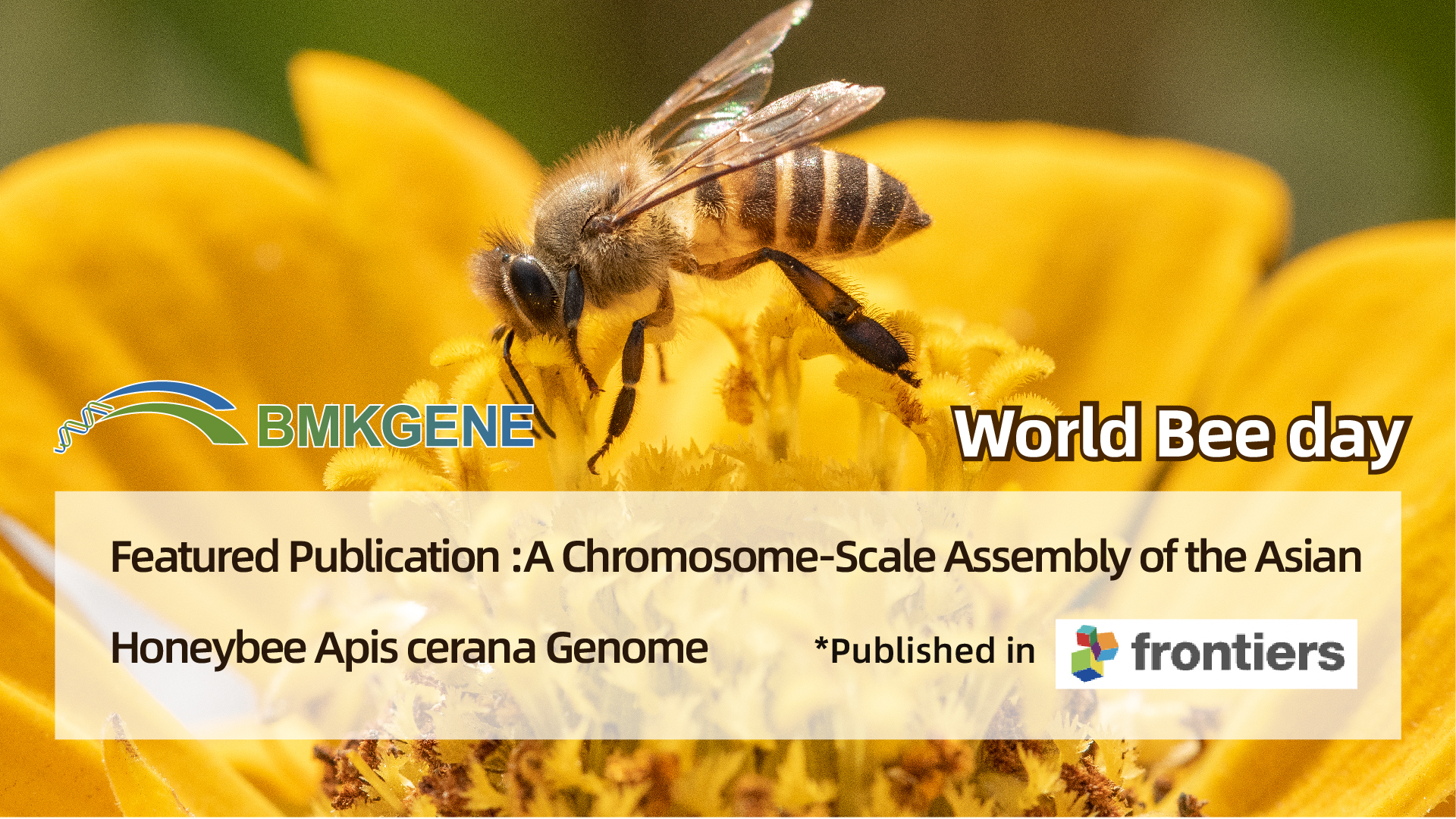 Featured Publication–A Chromosome-Scale Assembly of the Asian Honeybee Apis cerana Genome