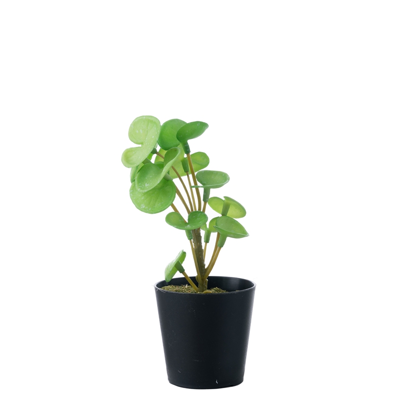 DY1-5535 ໂຮງງານ Bonsai Eucalyptus ຂາຍໂດຍກົງຕົບແຕ່ງດອກໄມ້ແລະພືດ