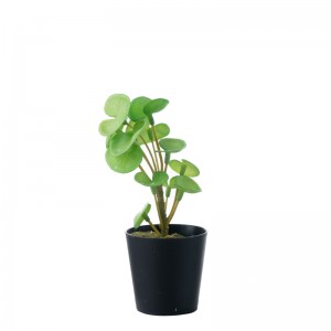 DY1-5535 Bonsai Eucalyptus faktori Vann dirèk dekoratif flè ak plant