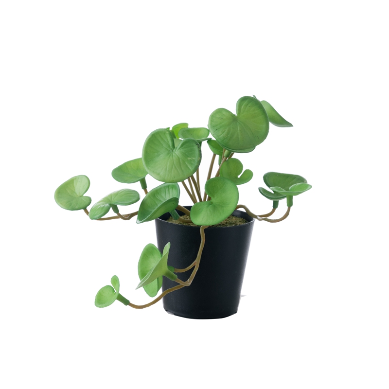 DY1-5536 Bonsai Eucalyptus Bunga Hias Terlaris