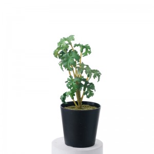 DY1-5539 Bonsai Geranium Gewilde Dekoratiewe Blomme en Plante