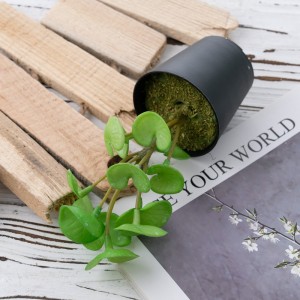 DY1-5535 រោងចក្រ Bonsai Eucalyptus លក់ផ្ទាល់ ផ្កា និងរុក្ខជាតិ