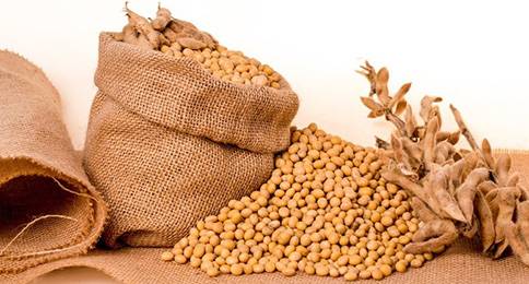 大豆プロテインとは何ですか?