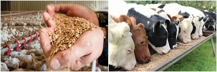 Comprendre l'importance et les avantages des vannes dans la production d'aliments pour animaux