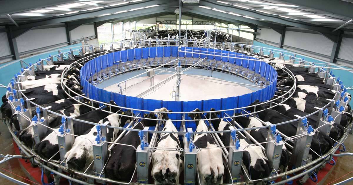 مستقبل زراعة الألبان: أهمية الصمامات وصالونات الحليب الدوارة