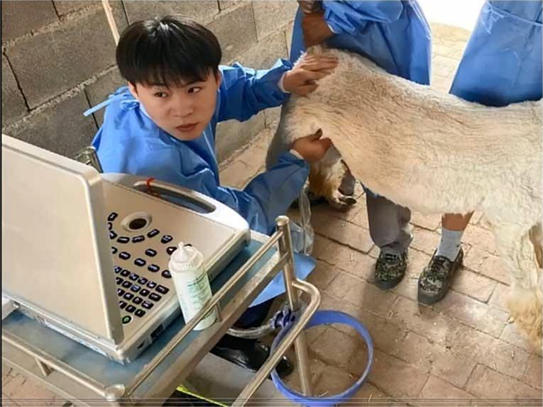 Ultrasound for Goat Pregnancy Scanning
