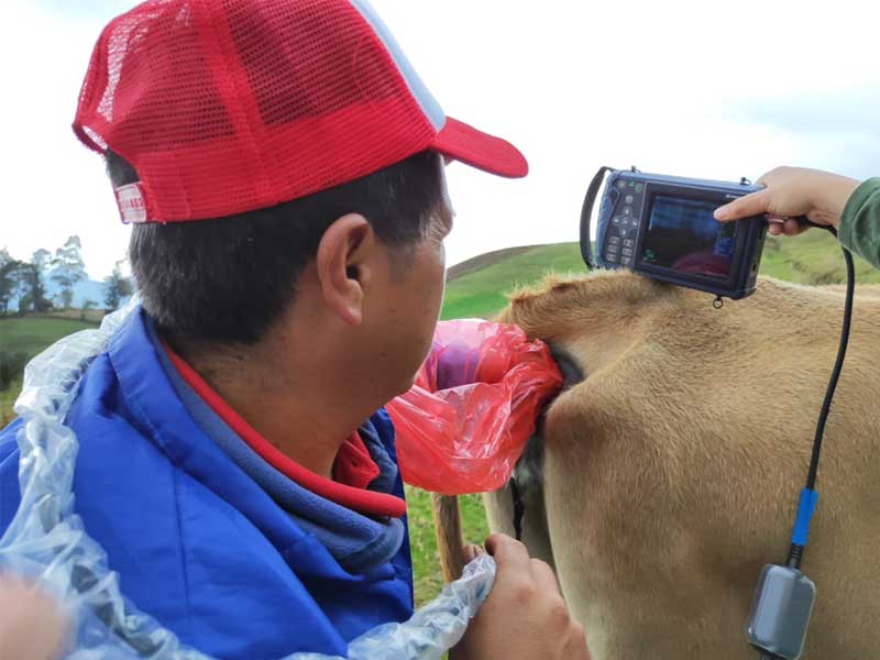 The application of B-scan ultrasound in livestock production