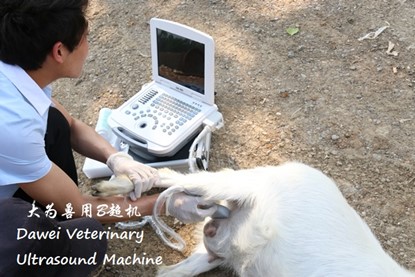 Koyunların üreme ve üremesinde veteriner ultrason makinesinin rolü