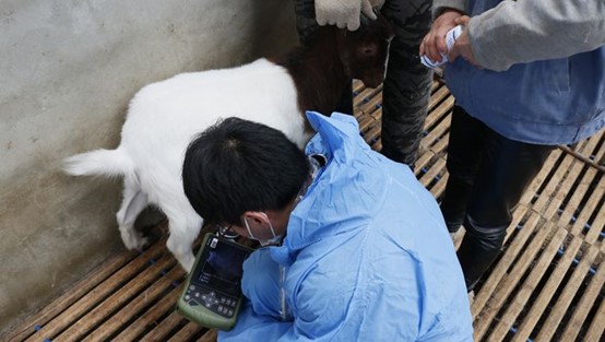 Koyun ultrason makinesi nasıl kullanılır