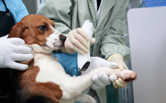 L'échographie Pet 4D dans l'application clinique des cliniques vétérinaires