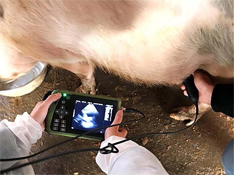 Détection portative de grossesse de truie de machine d'ultrason de porcs